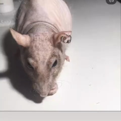 RATFAG