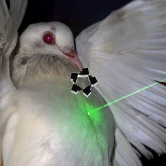 JABBER