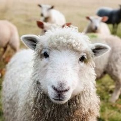 a sheep or two_chapter242
