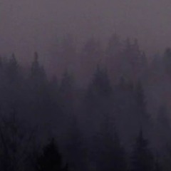Looking At The Road Under A Tree In A Forest As It Gets Dark