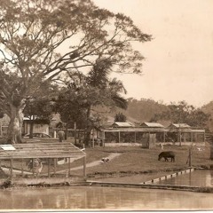Um zoológico no quintal