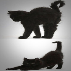 black Cat Omen prod chelseaonline x LZY BEATZ (#newEmo #hiraeth #2shattered)"(っ- ‸ - ς)ᶻ 𝗓 𐰁