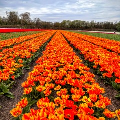 Checking Out Holland’s Tulip Festival
