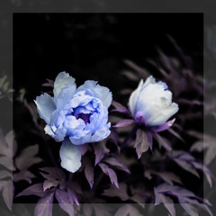 v e n n x Moonlight Echoes - Only For A Moment