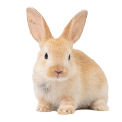 YELL (SHOUT!) [FT. LEFT.773 AND CJ]