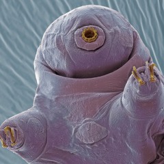 Tardigrade Demo