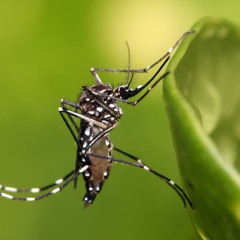 Cuidado com o mosquito da morte
