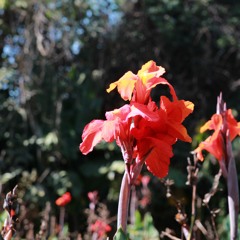 10.07.2021  - Cap. V - Bem Aventurados os Aflitos - Bem e Mal Sofrer (9)