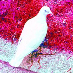 Joah ich hab echt nen Vogel