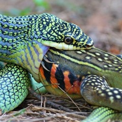 CHATS DANS LA GORGE DES SERPENTS (@BROKENFIELD STUDIO / BRUSSELS)
