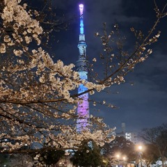 Cherry blossom