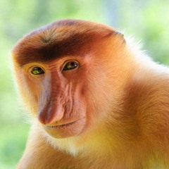 Eins fürn Sonnenuntergang