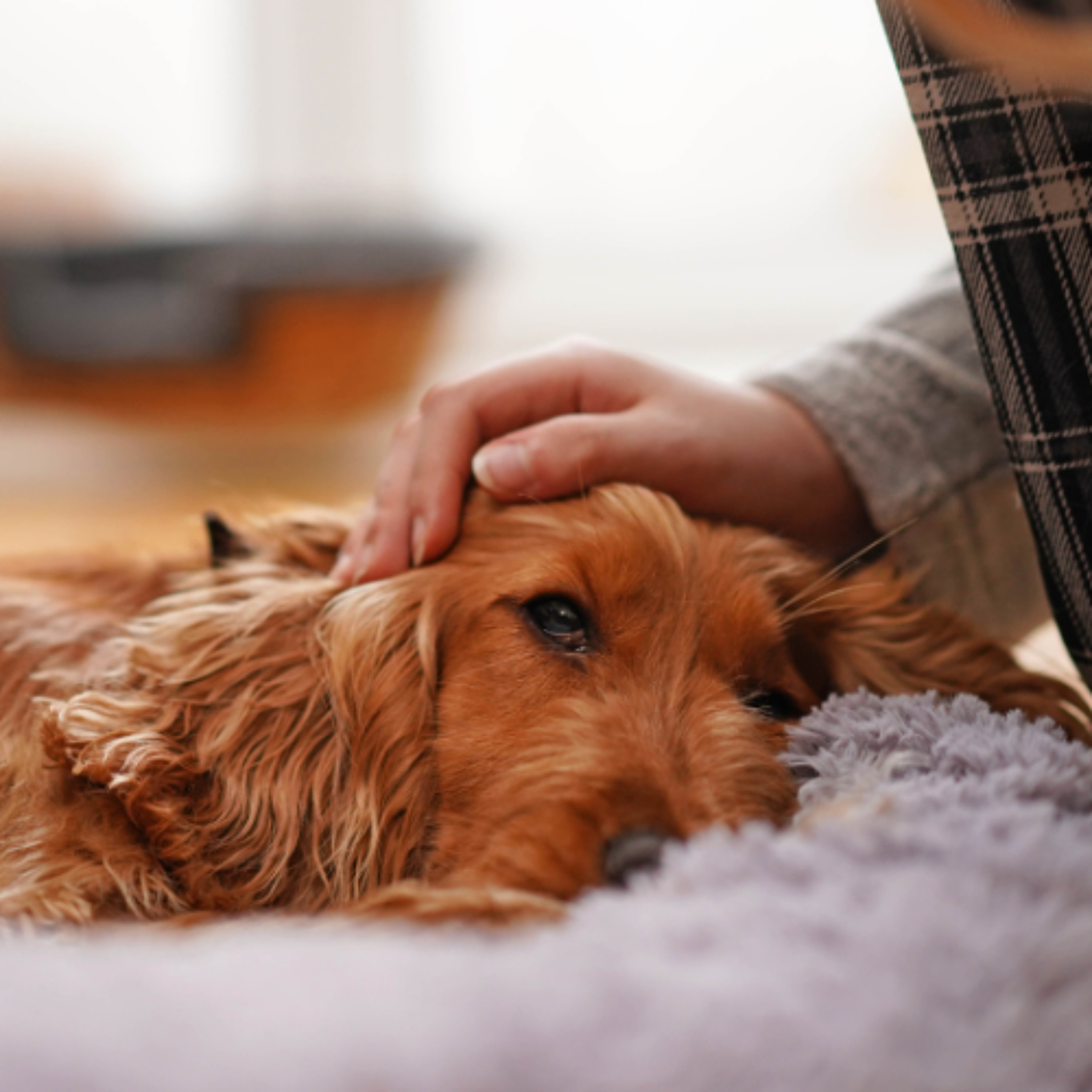 Gut Check: Recognizing and Managing Acute Onset Pancreatitis. Gut Check: Recognizing and Managing Acute Onset Pancreatitis.