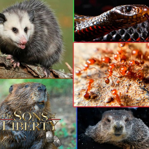 Prepping 302: Dealing With Predators & Pests