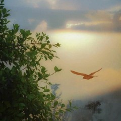 لما الطيور...