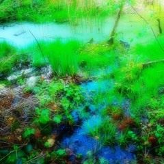 La grenouille mystique