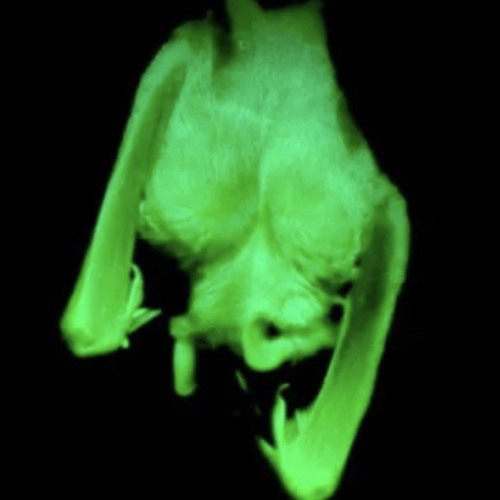 BITCHMADE! prod. WXRST