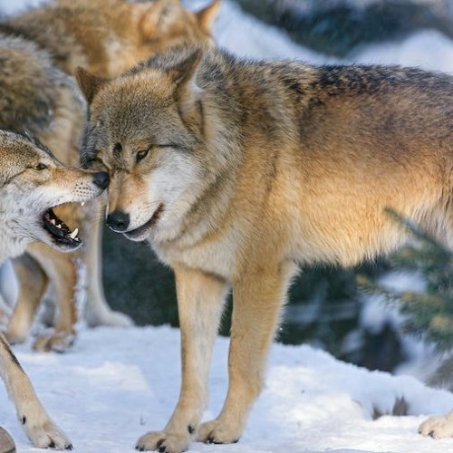 Panting wolves inspect the droprig