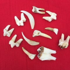 Deer Teeth