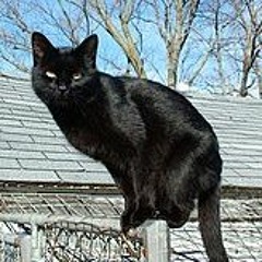 Neighbourhood Cat