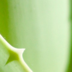 I walk in a bogo bogo.