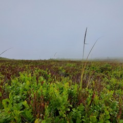 zmartwychwstał? (prod. mortemvoid)