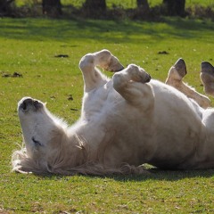 Deftones - Feiticeira [Tribal remix] #3ball