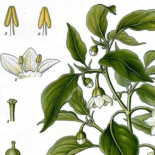 Radicina Capsicum annuum - 48FM Podcast 002