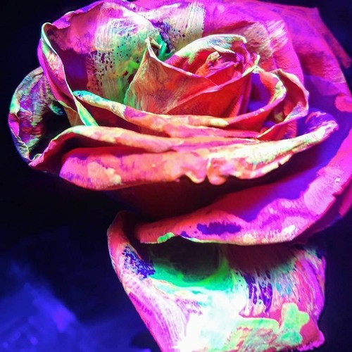 Stream Shiva Roses By Amanda Lowry Listen Online For Free On Soundcloud