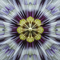 Florecer