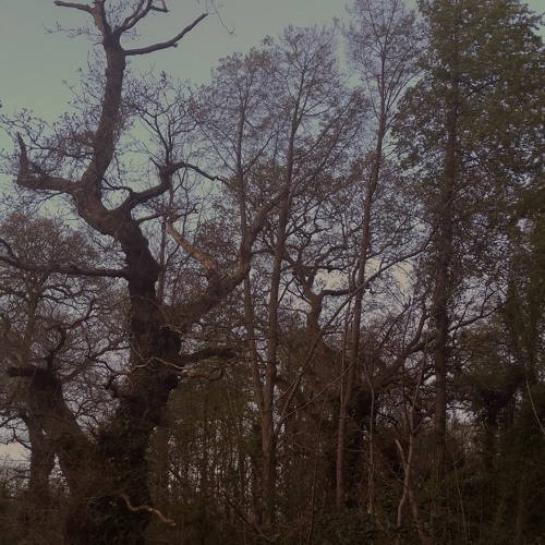 Irish Forest at Dawn (Field Recording)