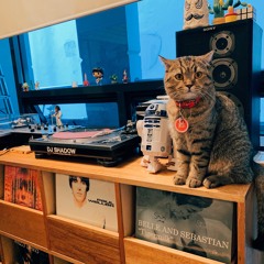 We've got  2 Turntables & a kitty cat (Lockdown Mix)