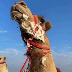 شيلة ختامي المرموم 2021 كلمات سعيد بن مصلح الاحبابي (مسفر السندوانة)