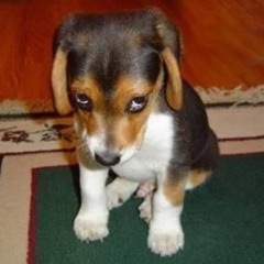 Meu Rancor por você nunca apagará