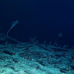 BlackEqualizer - Deep in the ocean