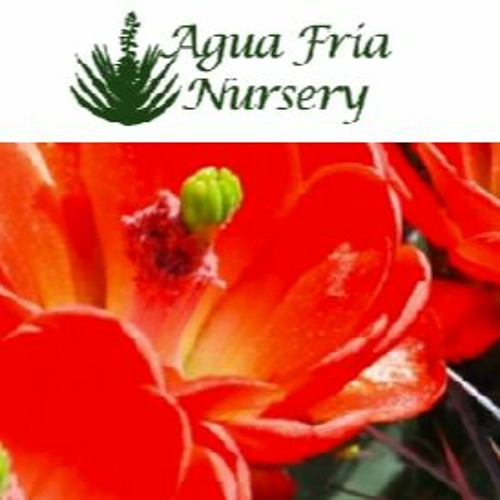 Shane Pennington Agua Fria Nursery April 23 2020