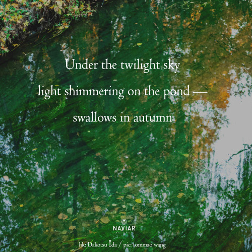 light shimmering on the pond [naviarhaiku595]