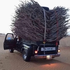 قصيده الجمس لشاعر بند ر بن سرور