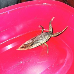 paca bugg ft. !ke1n, kidsayy