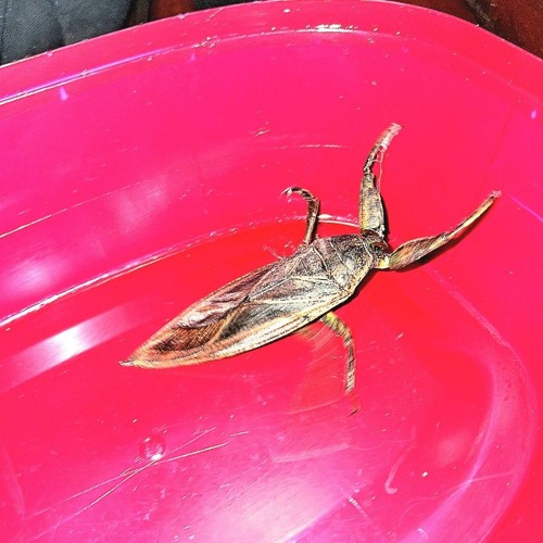 paca bugg ft. !ke1n, kidsayy