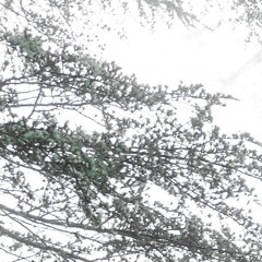 ricky chix - be your bones (vital inv)