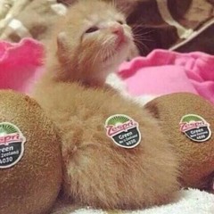 🐕‍🦺🦟🥝 & 🐈🤖👶🏾