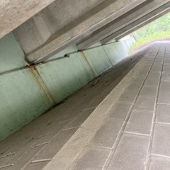 Catalina fight song joyce manor cover