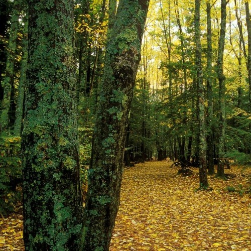 Forest Playground - Four Speakers