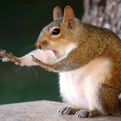 Squirrel Alarm