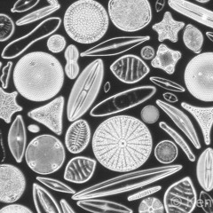 Impromptu (Diatom)