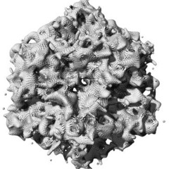 Cold Virus