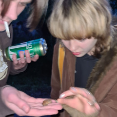 Grod Bars (äggf Stockl)