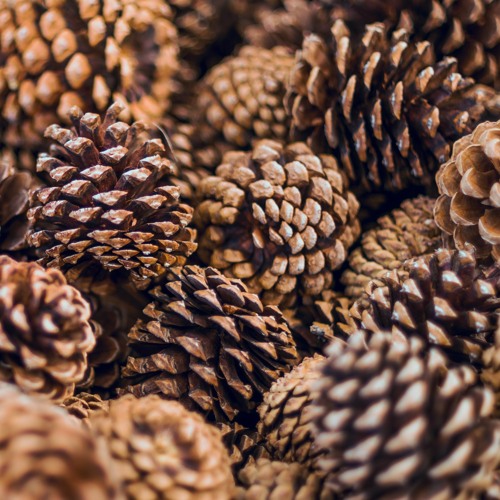 Stream ITP Demosongs Pine Cone Song by Nature is Music Listen