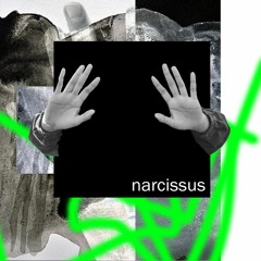 Narcissus